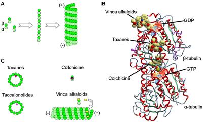 Harnessing <mark class="highlighted">Plant Biodiversity</mark> for the Discovery of Novel Anticancer Drugs Targeting Microtubules